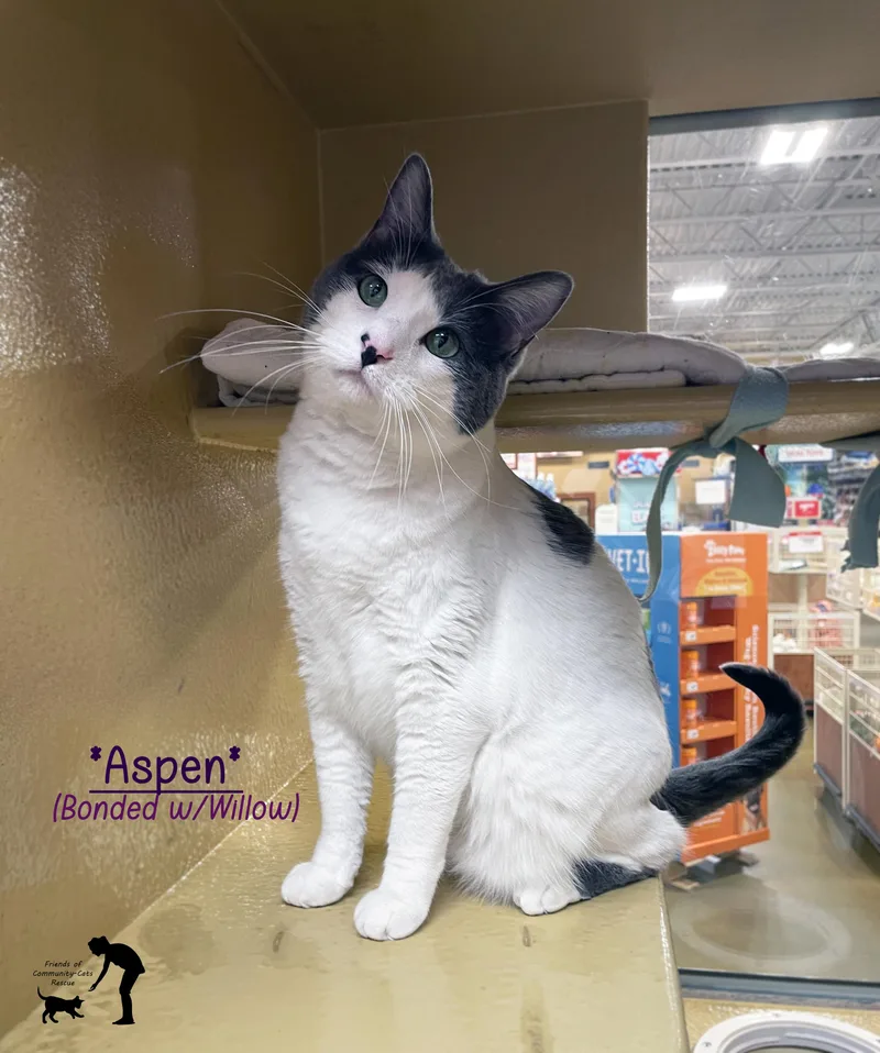 An adult large-sized female Gray & White Domestic Short Hair cat named Aspen for adoption in Centerville, UT