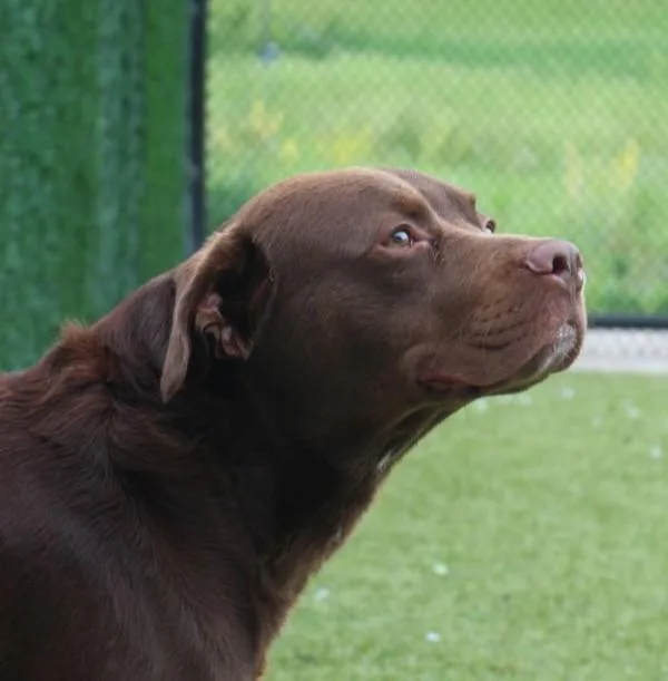 An adult medium-sized male Labrador Retriever dog named Hayes for adoption in Des Moines, IA
