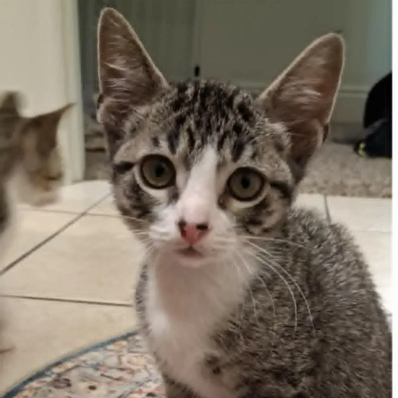 A baby small-sized male Brown / Chocolate Domestic Short Hair cat named Sailor for adoption in Wilmington, DE