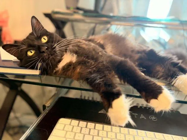 A young medium-sized male Black & White / Tuxedo Domestic Short Hair cat named Goose for adoption in Anchorage, AK