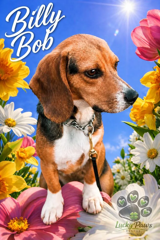Billy Bob thumbnail 3