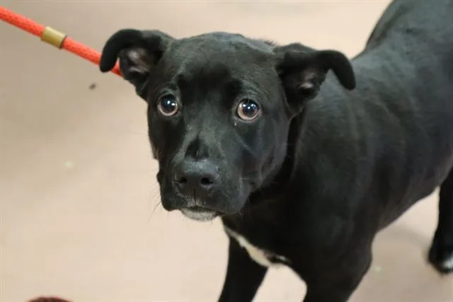 A young medium-sized male Mixed Breed dog named Bax for adoption in Columbia, SC