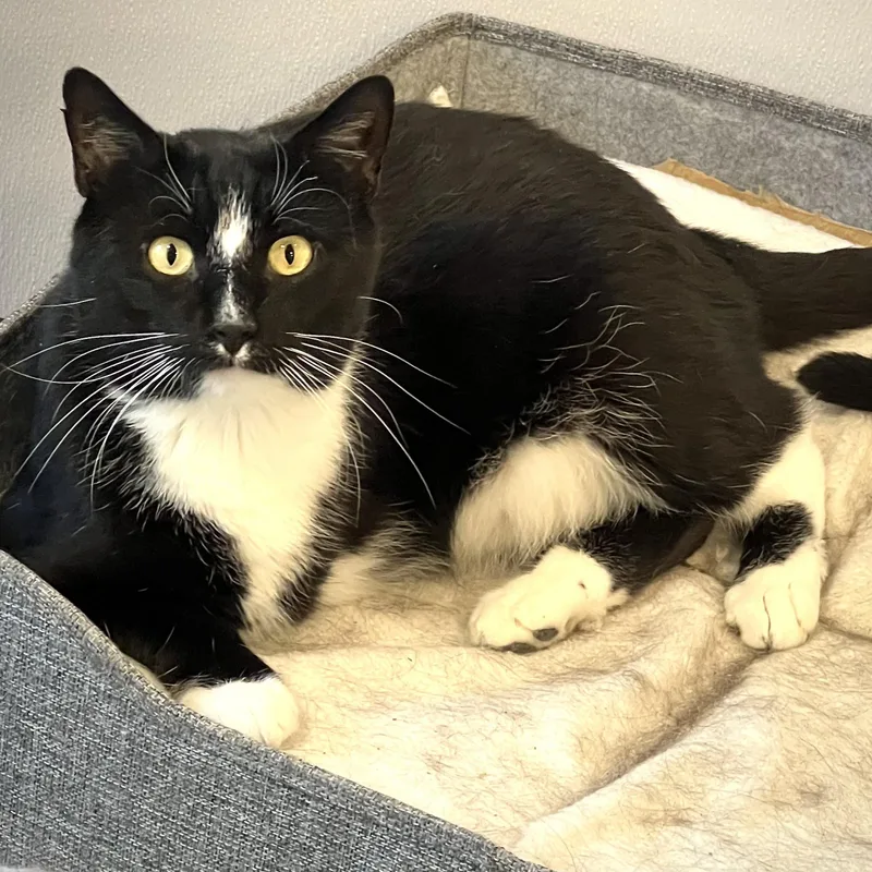 A young medium-sized male Black & White / Tuxedo Domestic Short Hair cat named Pilgrim & Clawd for adoption in Waltham, MA