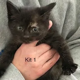 A baby small-sized female Domestic Short Hair cat named Fern for adoption in Cumming, GA
