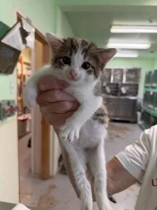 A baby medium-sized female Black Domestic Short Hair cat named Magnolia for adoption in Bedford, IN