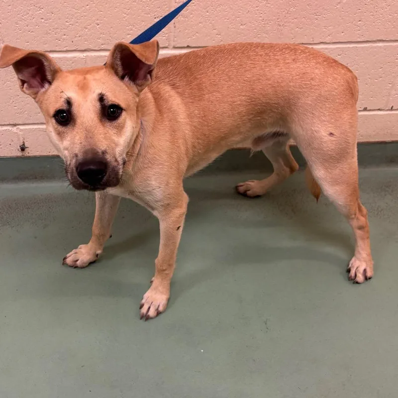 A young medium-sized male Yellow / Tan / Blond / Fawn Mixed Breed dog named Tommy for adoption in Memphis, TN