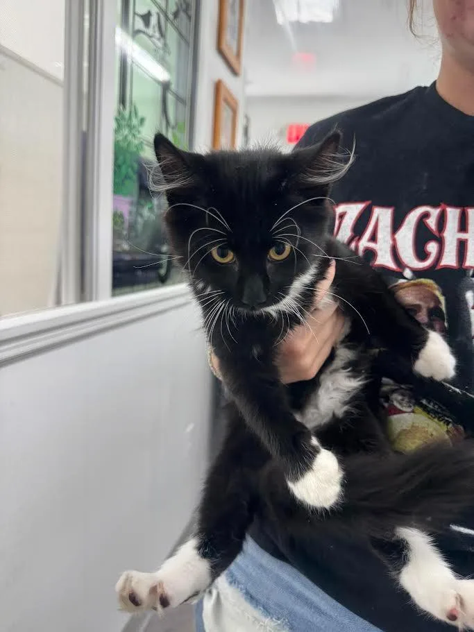 A baby small-sized female Domestic Long Hair cat named Boots for adoption in Glenfield, NY