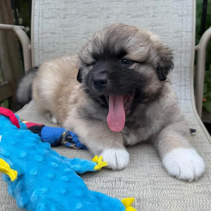 A baby small-sized male Australian Shepherd dog named Danish for adoption in Crystal, MN