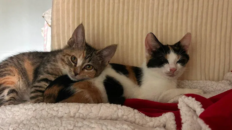 A baby small-sized female Orange & White American Shorthair cat named Milk and Cookies for adoption in New York, NY