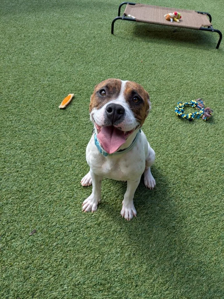 A young medium-sized female Pit Bull Terrier dog named Glinda for adoption in Madison, GA