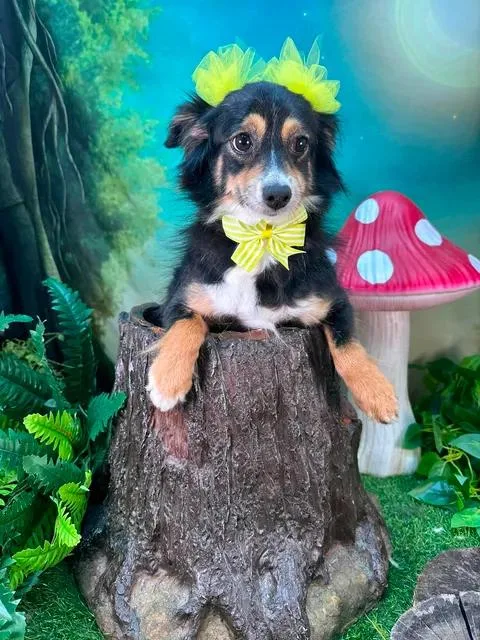 An adult small-sized female Tricolor (Brown, Black, & White) Australian Shepherd dog named Pixie for adoption in Winchester, KY