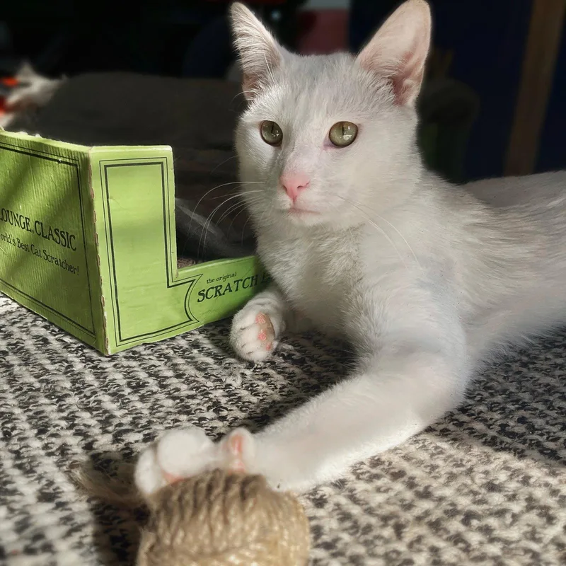 An adult medium-sized male White Domestic Short Hair cat named Beni for adoption in Brooklyn, NY