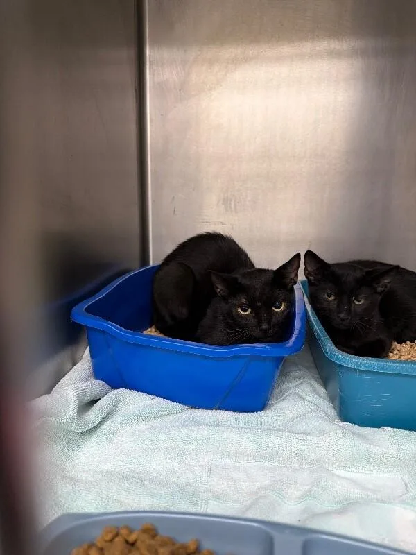 An adult medium-sized female Black Domestic Short Hair cat named Gert for adoption in Burgaw, NC