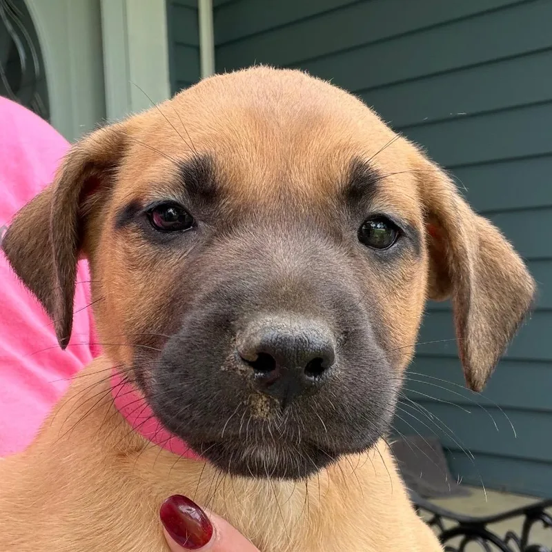 A baby small-sized female Brown / Chocolate Boxer dog named Amy  Yellow for adoption in Greenfield, IN