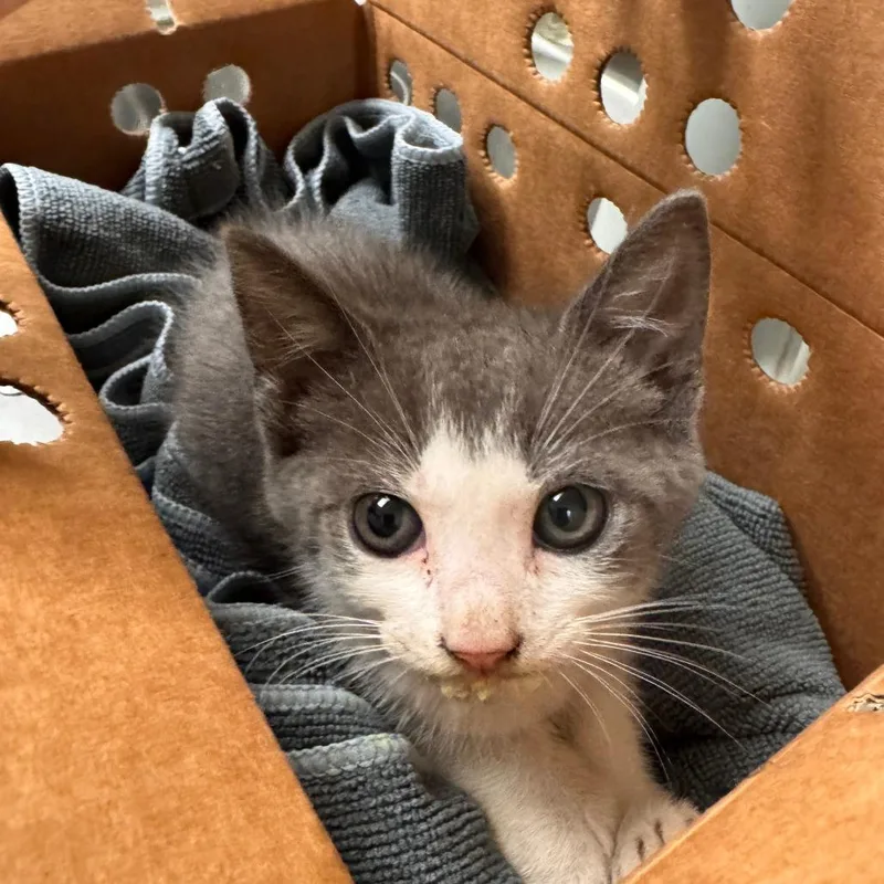 A baby small-sized male Gray / Blue / Silver Domestic Short Hair cat named Straywhittlesey for adoption in Columbus, GA