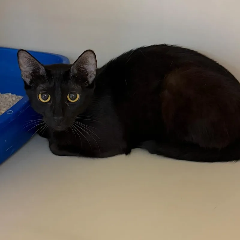 An adult small-sized female Black Domestic Short Hair cat named Bluegill for adoption in Las Vegas, NV
