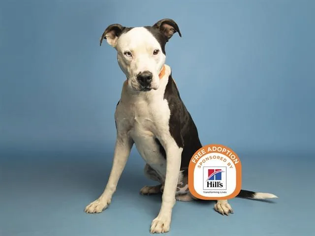 An adult large-sized male Pit Bull Terrier dog named Chapo for adoption in Phoenix, AZ