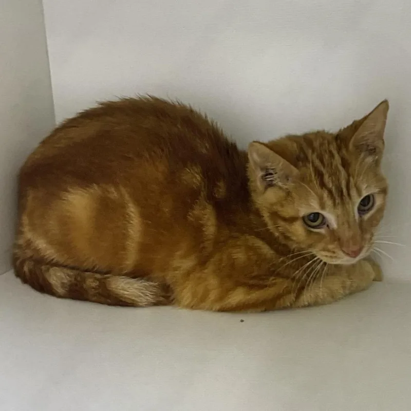 A baby medium-sized male Orange / Red Domestic Short Hair cat named Skeeter for adoption in Saint Joseph, MO