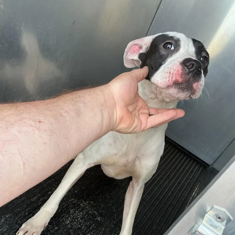 An adult medium-sized female White / Cream Boxer dog named Makayla for adoption in St Joseph, MO