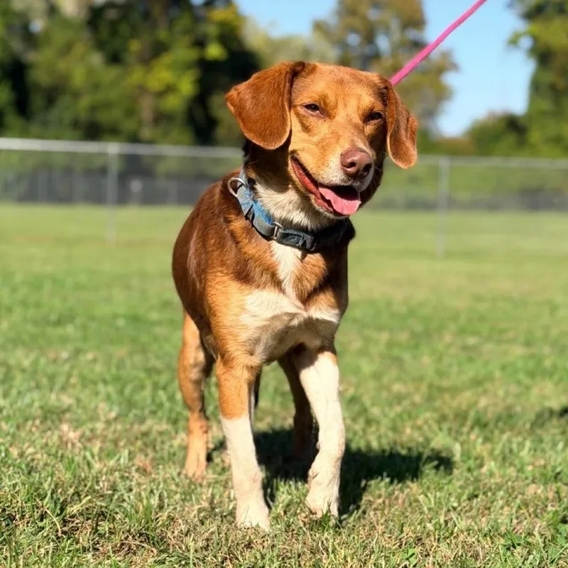 An adult medium-sized male Beagle dog named Thayer for adoption in Washington, DC