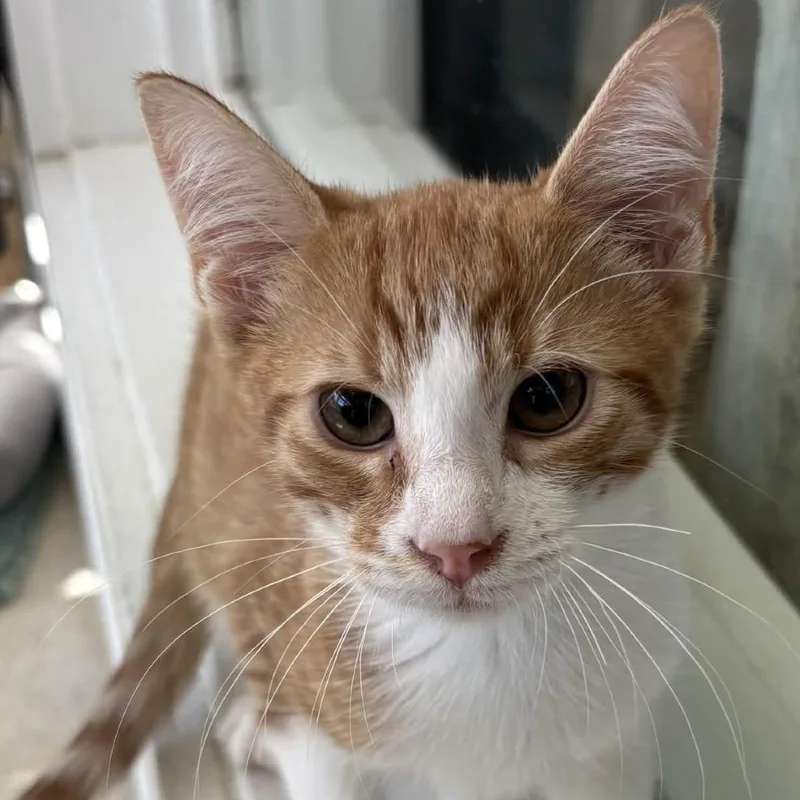 A baby small-sized male Orange / Red Domestic Short Hair cat named Woody for adoption in Gloucester, VA