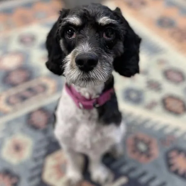 An adult small-sized male Black Cockapoo dog named Tobias for adoption in Libertyville, IL