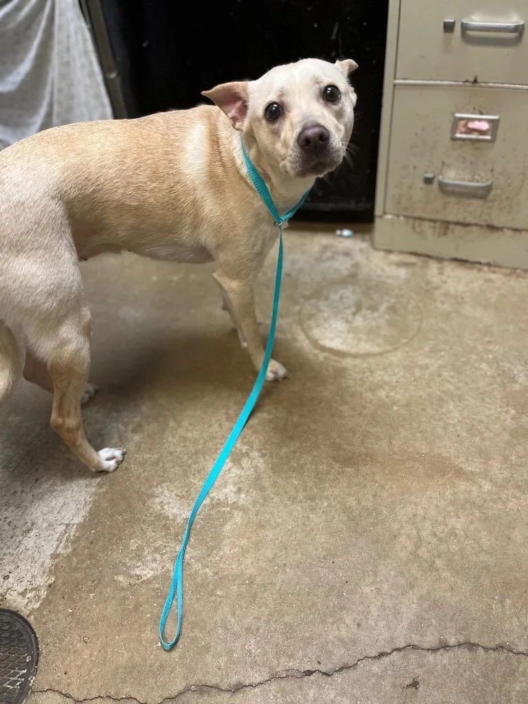 A young medium-sized female American Staffordshire Terrier dog named Cheerio for adoption in New Braunfels, TX