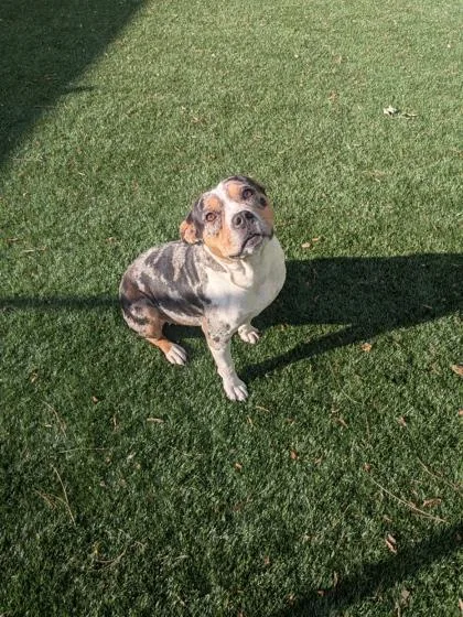 A young medium-sized female Mixed Breed dog named Oreo for adoption in Louisburg, NC