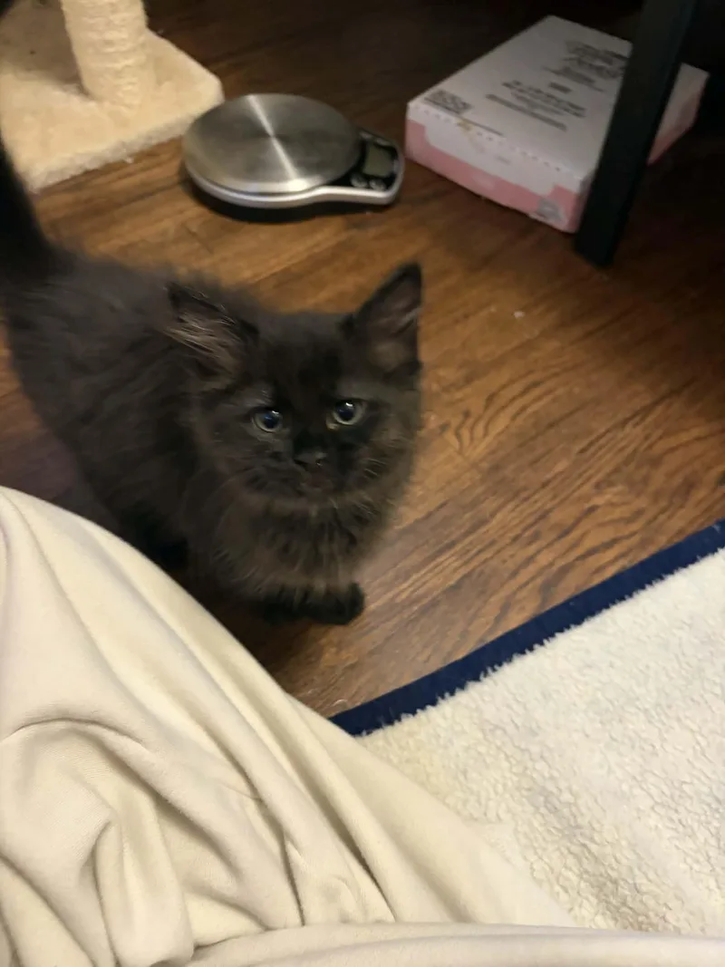 A baby small-sized female Black Domestic Short Hair cat named Pearl for adoption in Elyria, OH