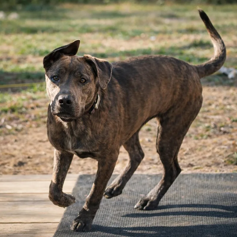 Leonardo thumbnail 2