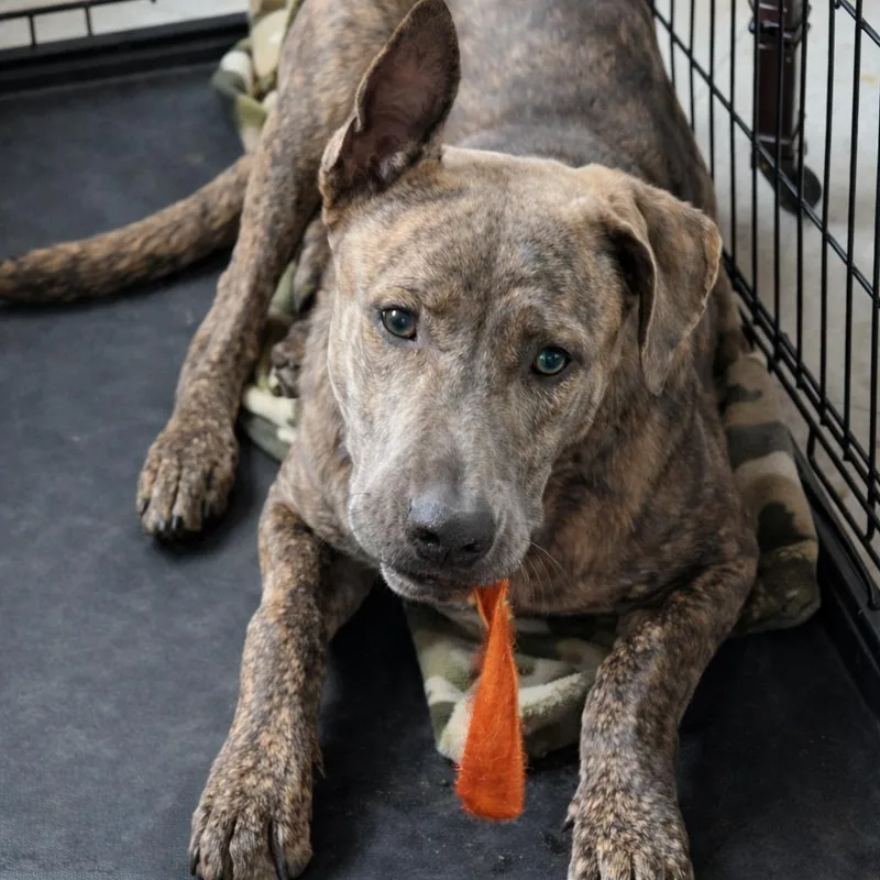 Leonardo thumbnail 3