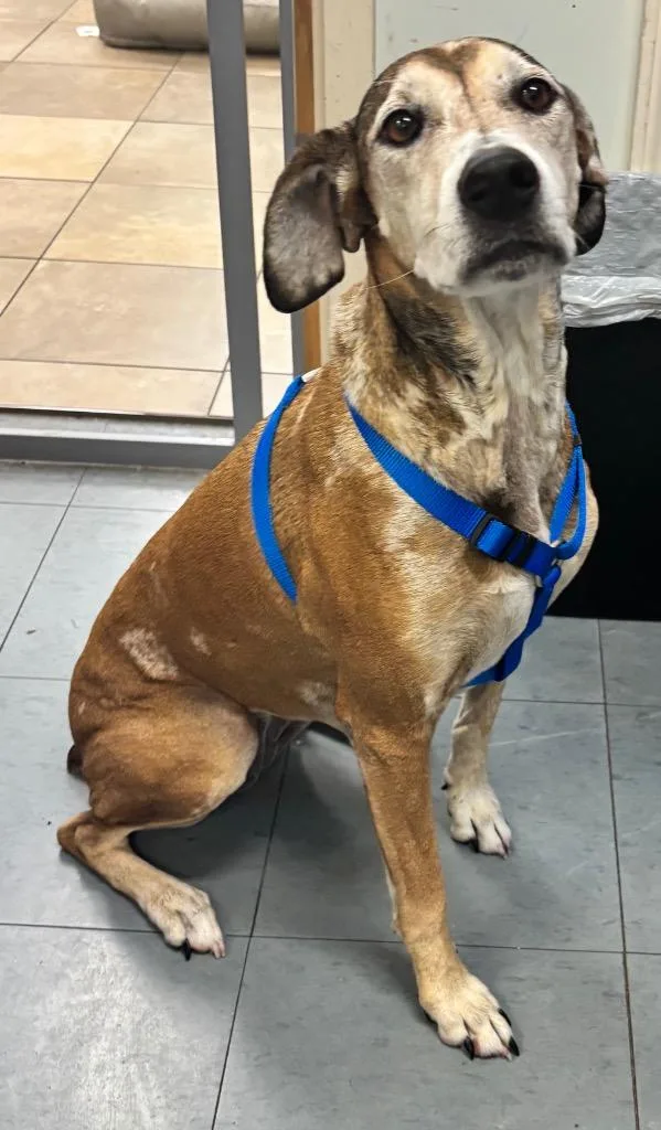 An adult large-sized female Mixed Breed dog named Danni for adoption in Ocala, FL