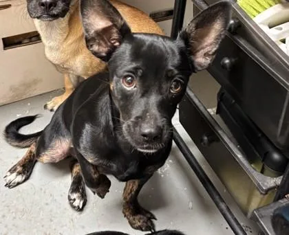 An adult small-sized female Black Terrier dog named Moon for adoption in Harlingen, TX