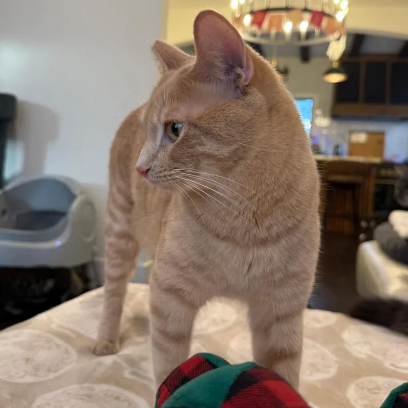 An adult small-sized male Buff / Tan / Fawn Domestic Short Hair cat named Tarzan for adoption in Los Angeles, CA