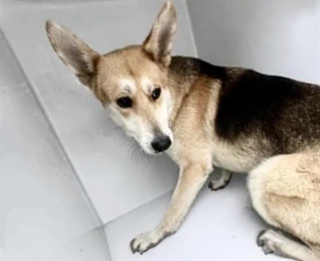 An adult medium-sized male German Shepherd Dog dog named A for adoption in Houston, TX