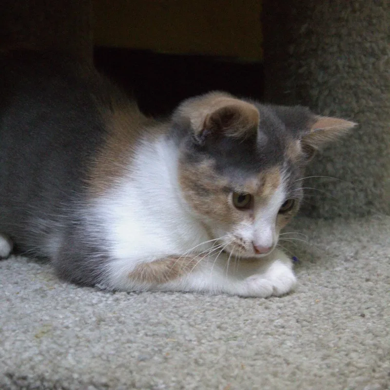 A baby small-sized female Calico Domestic Short Hair cat named Cali for adoption in Springfield, MO