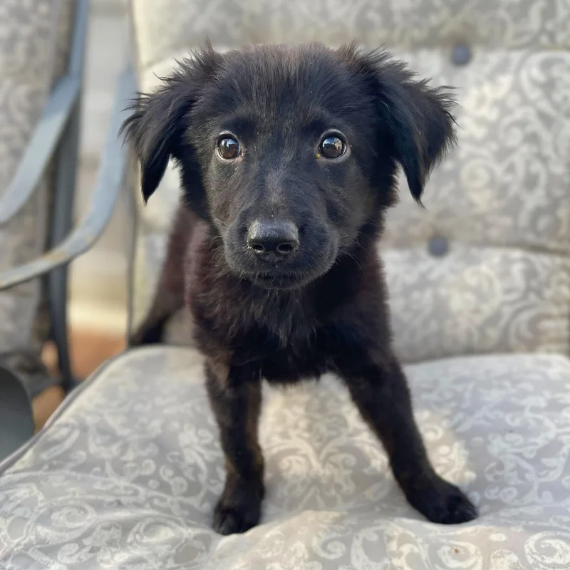 A baby small-sized male Black Mixed Breed dog named Topanga for adoption in Baldwin, MD