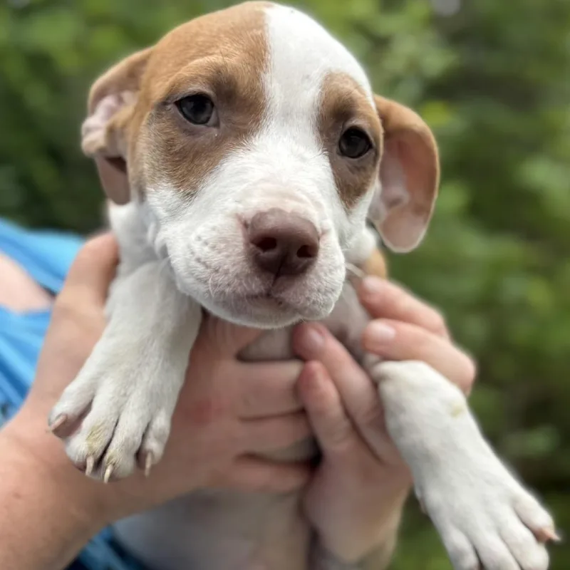 A baby small-sized female Brown / Chocolate Terrier dog named Mama's Pups: Meg for adoption in Falls Church, VA