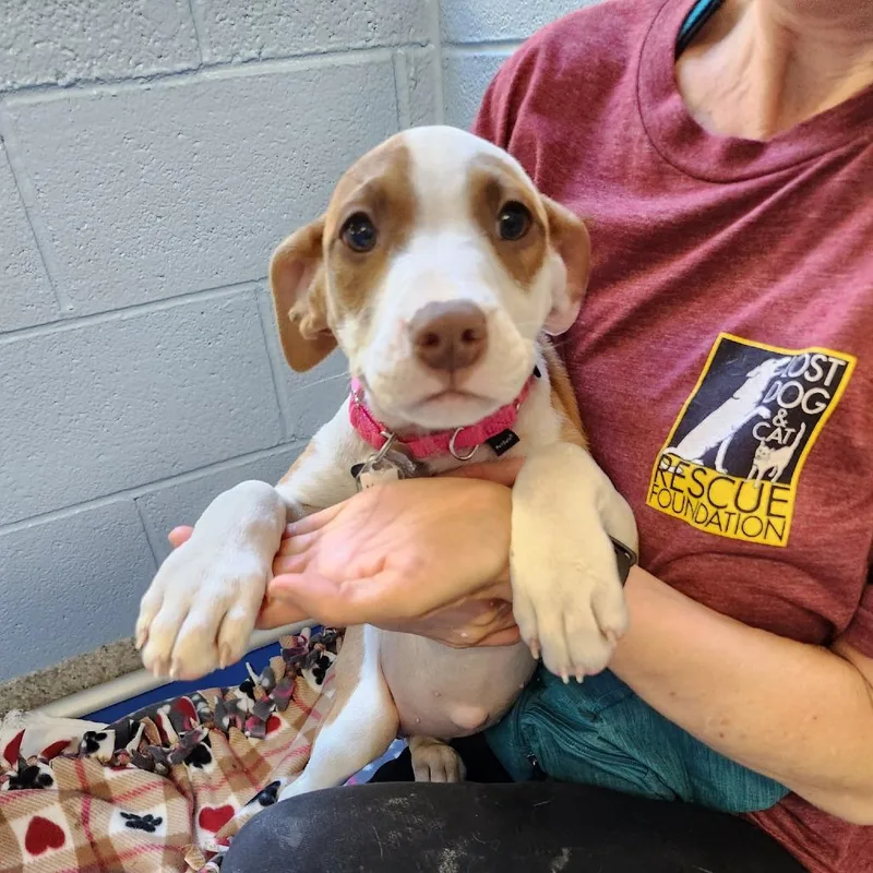 Mama's Pups: Meg thumbnail 2