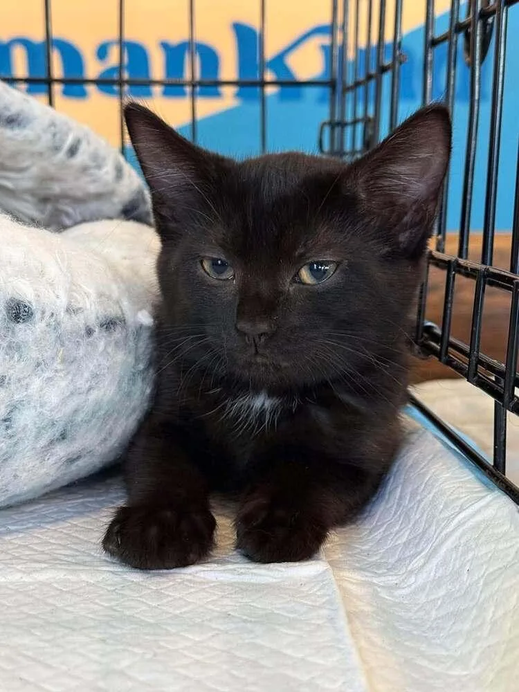A baby small-sized female Domestic Short Hair cat named Bell for adoption in Salisbury, NC