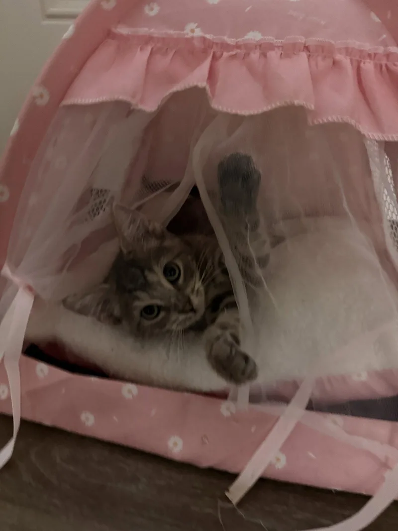 A baby small-sized male Domestic Short Hair cat named Trigger for adoption in Harrisburg, PA