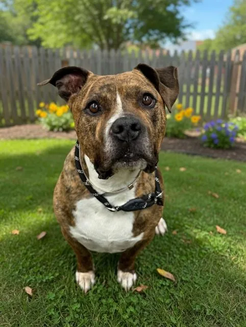 An adult large-sized male Pit Bull Terrier dog named Buddah for adoption in Agoura, CA