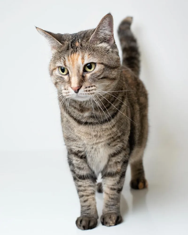 A senior small-sized female Domestic Short Hair cat named Peeko for adoption in Boone, IA