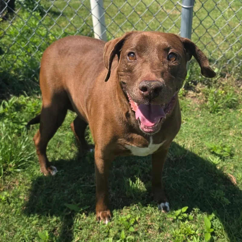 A senior large-sized female Brown / Chocolate Labrador Retriever dog named Magnolia for adoption in Norman, OK