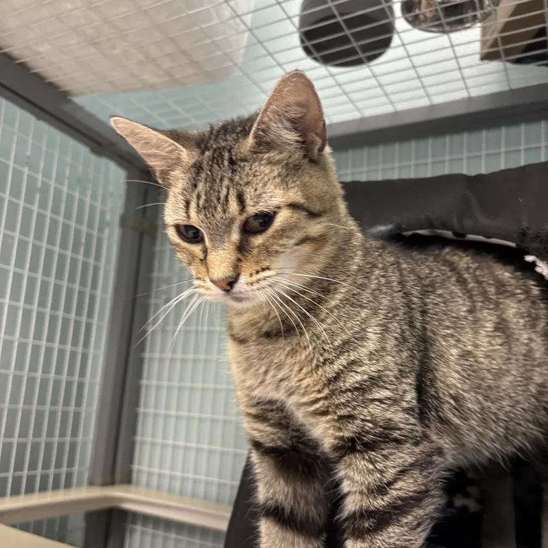 Pinecone thumbnail 2