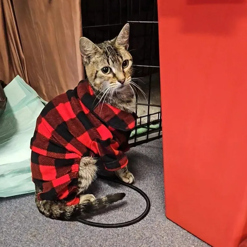 Pinecone thumbnail 3