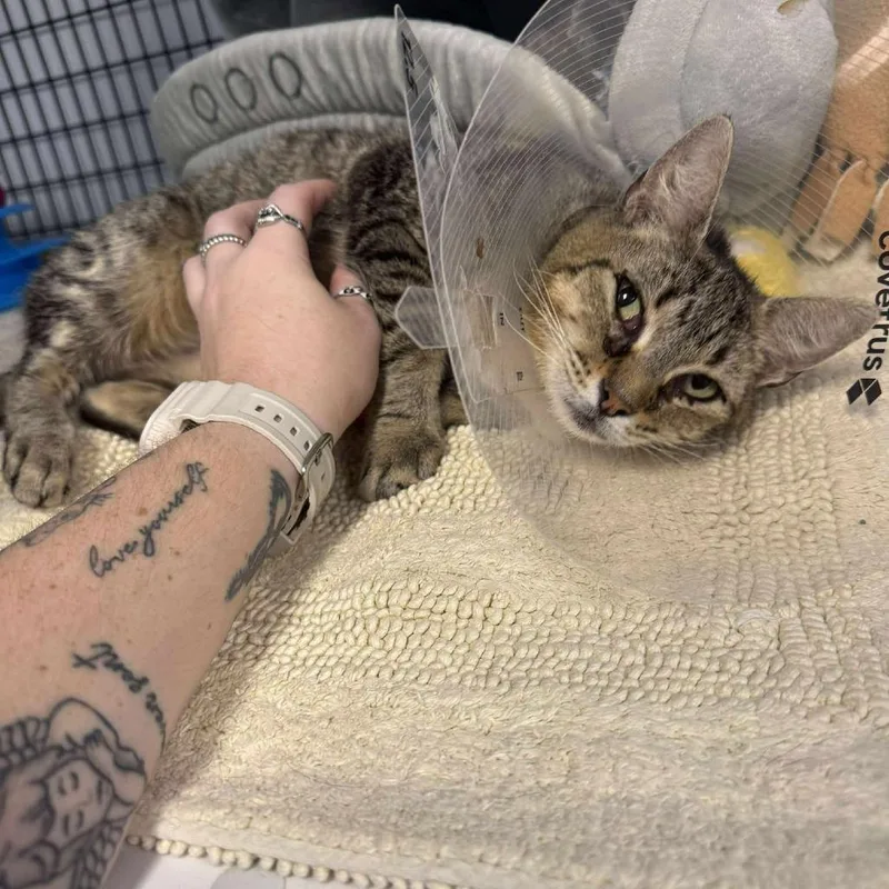 Pinecone thumbnail 4