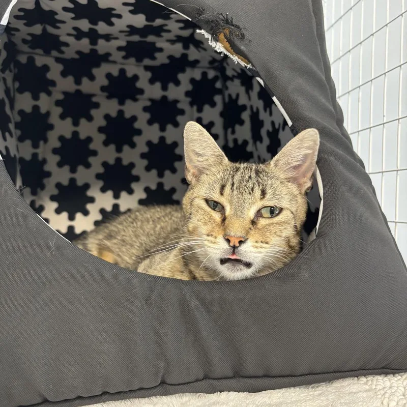 Pinecone thumbnail 5