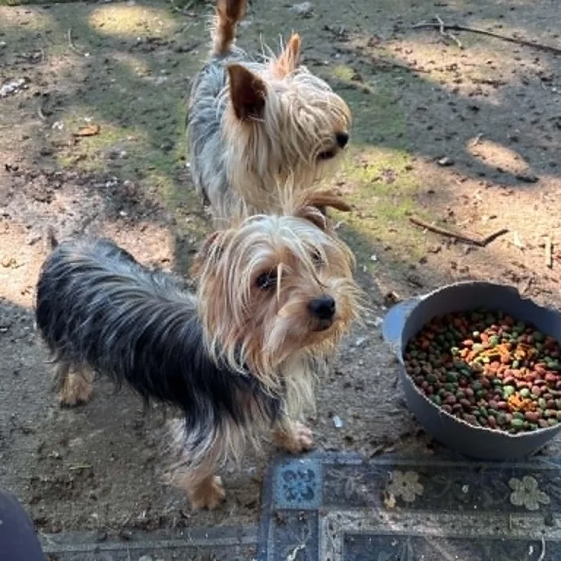 A baby small-sized male Yorkshire Terrier dog named Max for adoption in Rogersville, TN