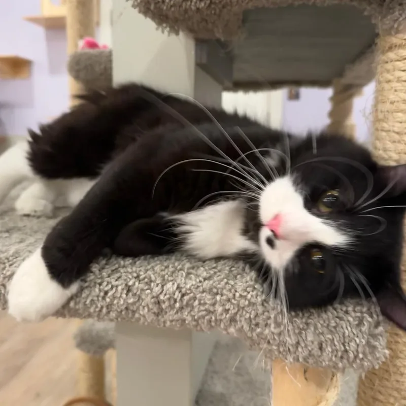An adult large-sized male Black Domestic Medium Hair cat named Barley for adoption in Saint Charles, MO